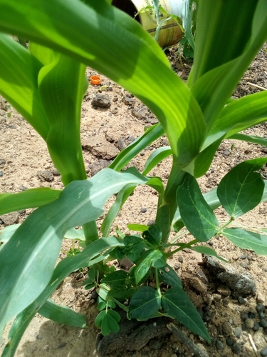 Maize
