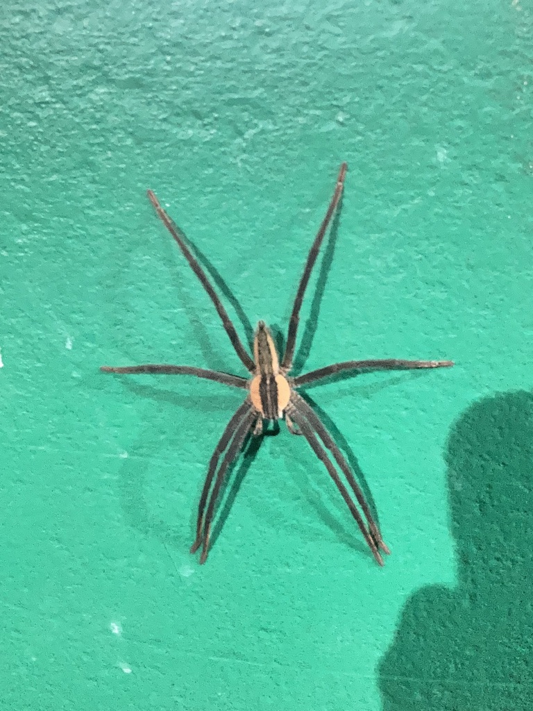 Spottedlegged Banana Spider from San Jose, Costa Rica on August 21