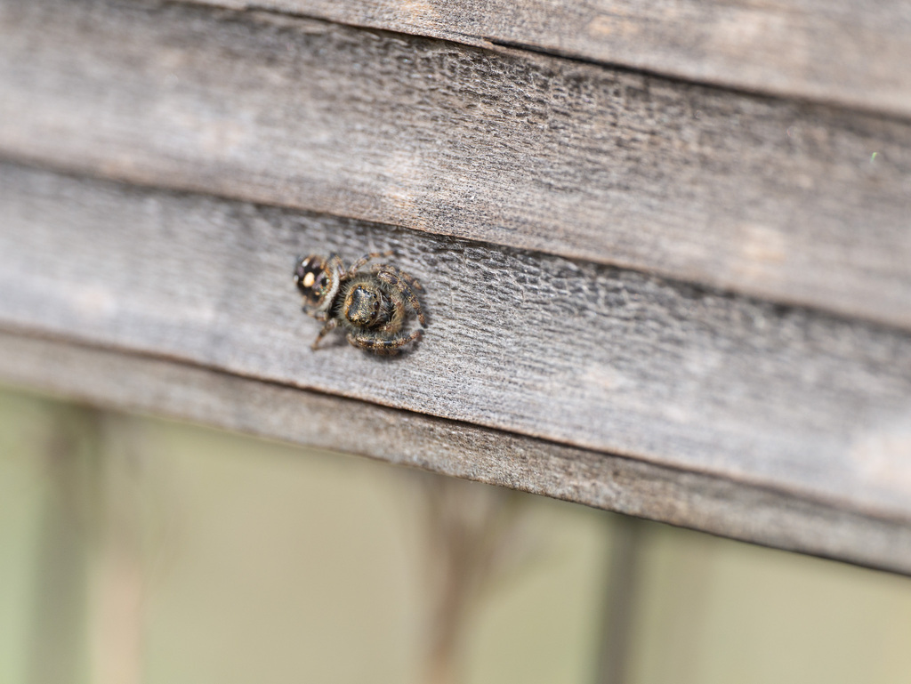 bold-jumping-spider-from-central-park-denver-co-usa-on-september-19