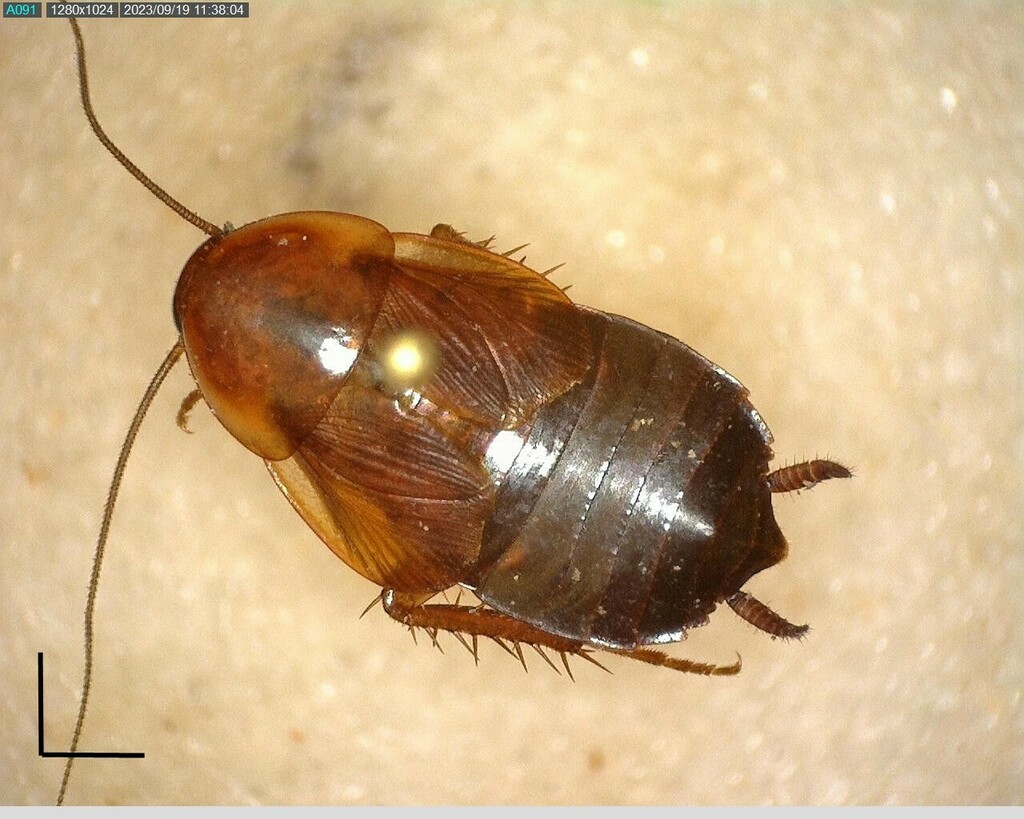 North American Wood Cockroaches From Kimble County TX USA On June 27   Large 