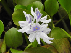 Eichhornia crassipes image