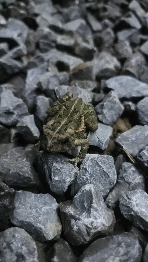 Fowler's Toad From Abingdon, VA 24211, USA On September 16, 2023 At 09: ...