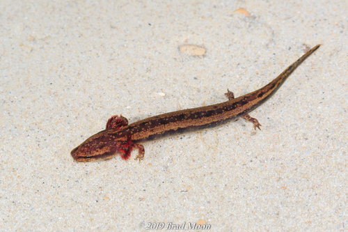 Red River Mudpuppy