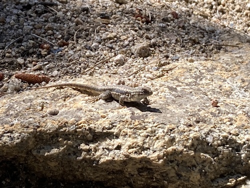 iNaturalist observation photo of Common Sagebrush Lizard