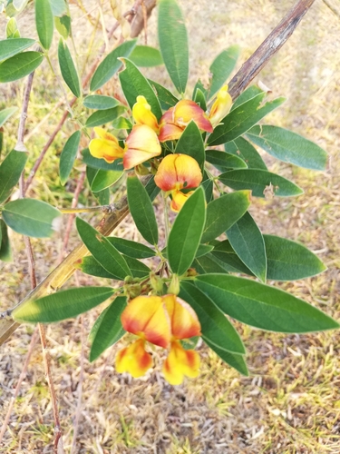 Pigeon Pea