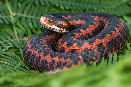 Adder (Vipera berus) · iNaturalist