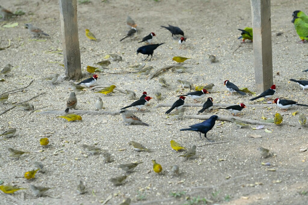 Saffron Finch from Rio Claro - Poconé, MT, 78175-000, Brazil on August ...