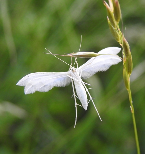 Baltasis pirštasparnis nuotrauka