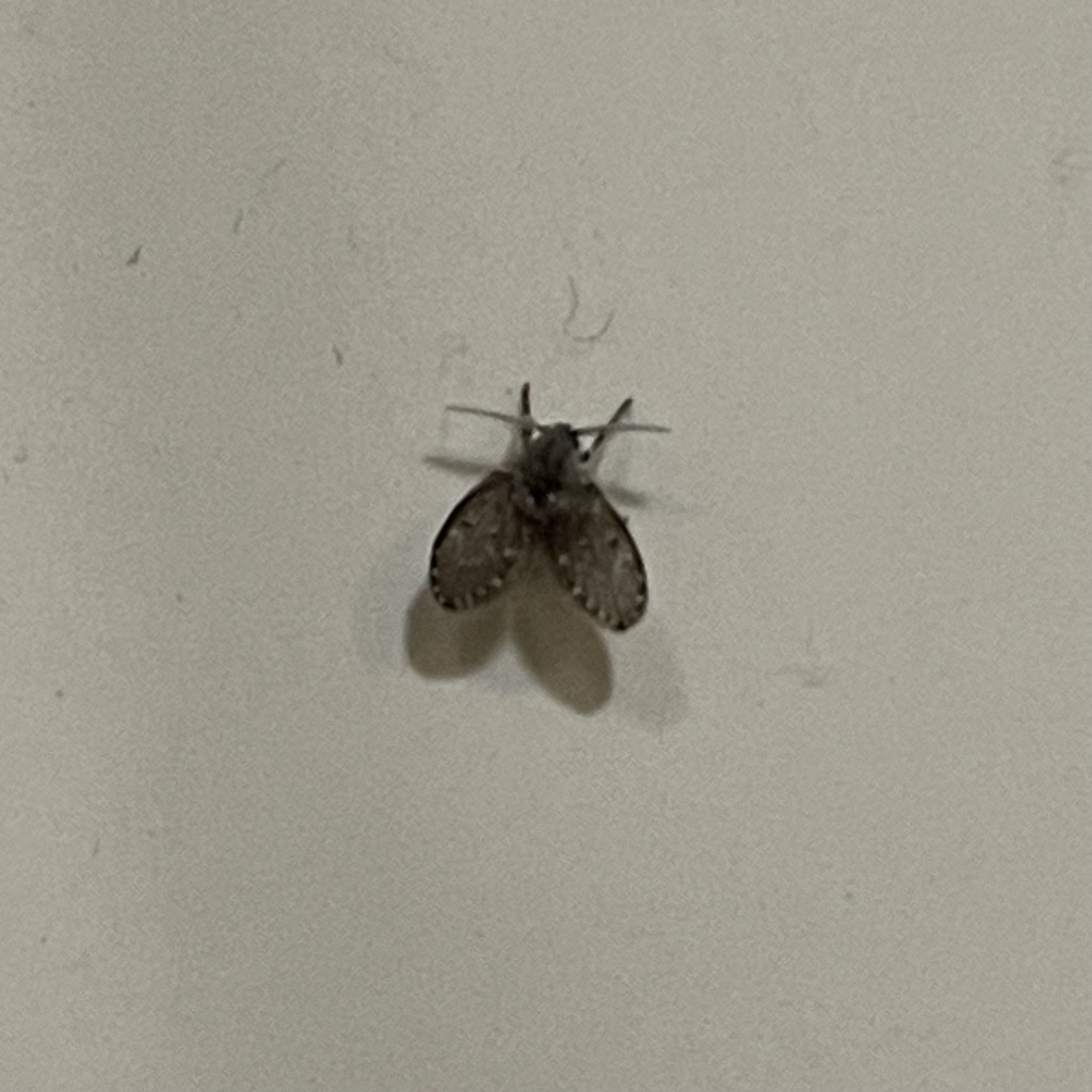 Bathroom Moth Fly from Alexander St, Charleston, SC, US on September 19 ...