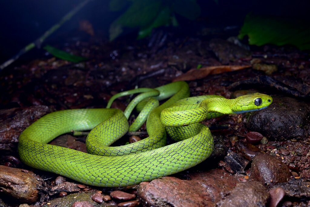 Green Cat Snake from 中国云南省西双版纳傣族自治州勐腊县 on September 19, 2023 at 10:10 ...