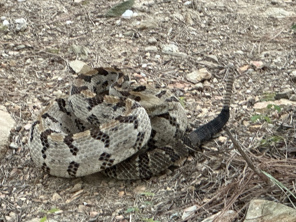 Timber Rattlesnake in September 2023 by dianahatch · iNaturalist