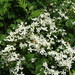Clematis mandshurica - Photo (c) snv2, all rights reserved, uploaded by snv2