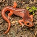 Monterey Ensatina - Photo (c) spencer_riffle, all rights reserved, uploaded by spencer_riffle