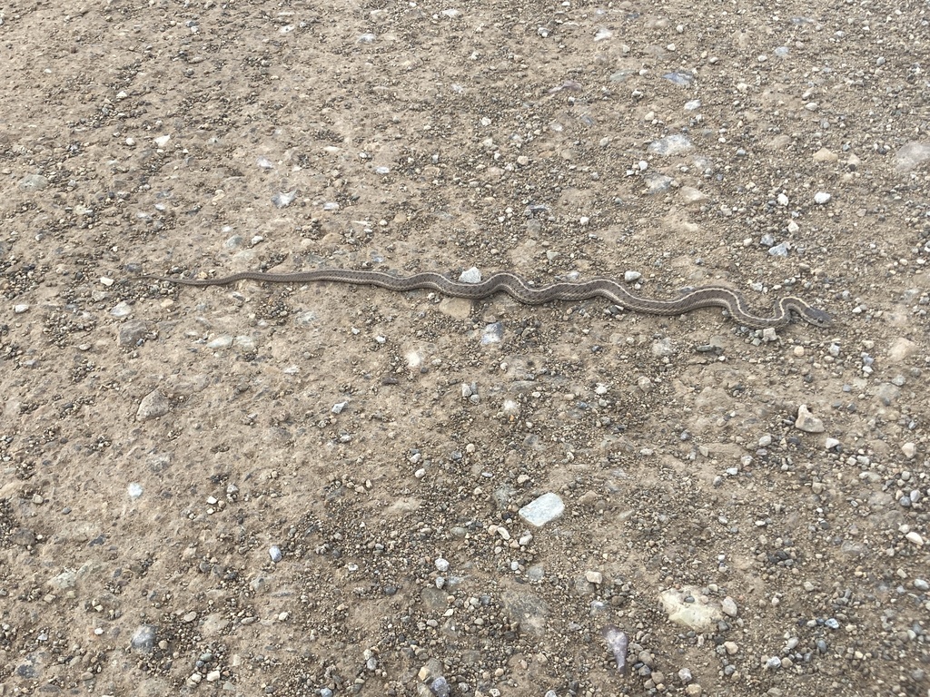 Western Terrestrial Garter Snake from Bonneville County, US-ID, US on ...