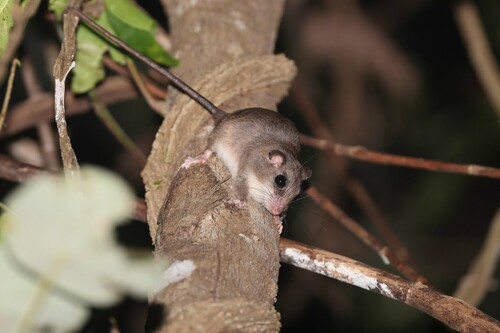 Grey Pogonomelomys (Pogonomelomys brassi) — Least Concern Mammalia