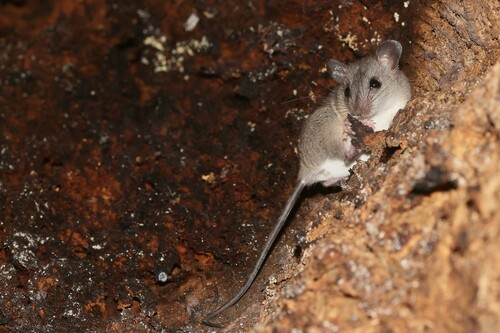 White-bellied Melomys (Melomys leucogaster) — Least Concern Mammalia