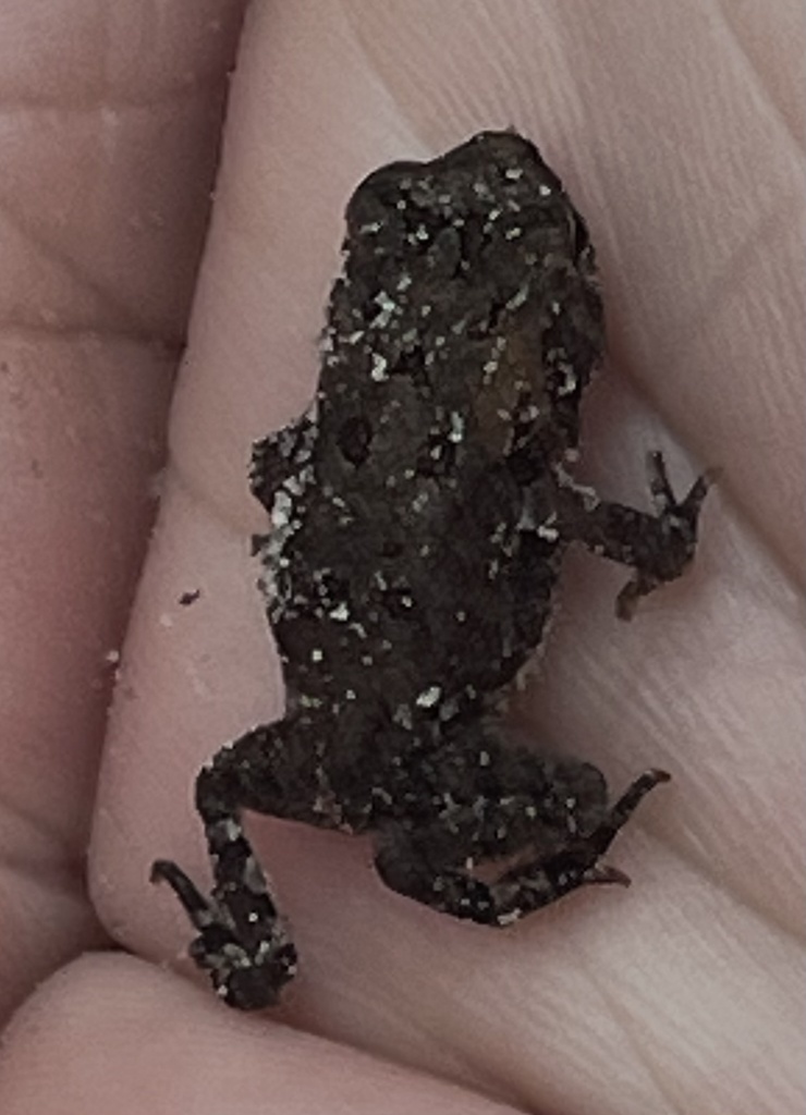 North American Toads from Lumberton, NC, US on September 14, 2023 at 11 ...