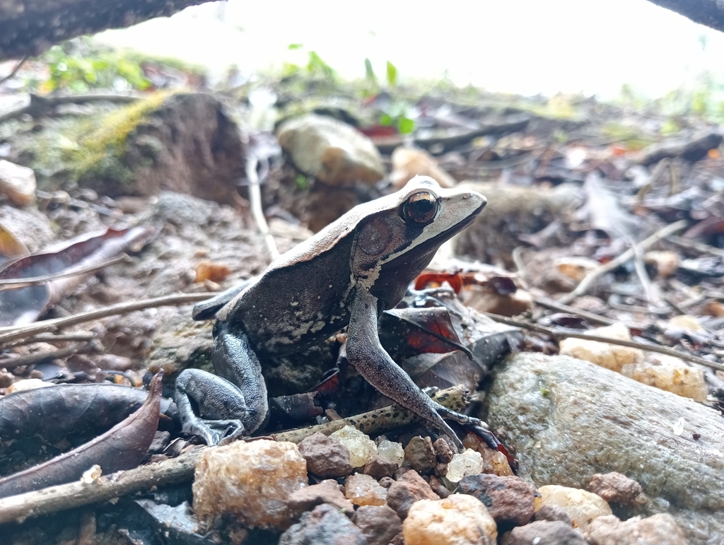 Bicolored Frog In September 2023 By Gowtham Marran INaturalist   Large 