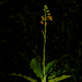 Crepidium ramosii - Photo (c) wanderingbotanistph, todos los derechos reservados, subido por wanderingbotanistph