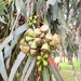 Eucalyptus gomphocephala - Photo (c) James Peake, όλα τα δικαιώματα διατηρούνται, uploaded by James Peake
