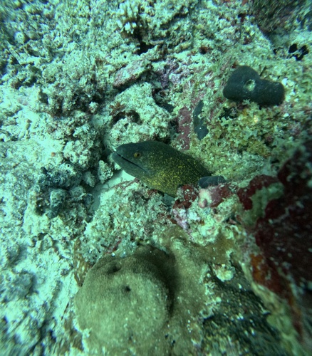 Yellowmargin Moray — seen at this dive site