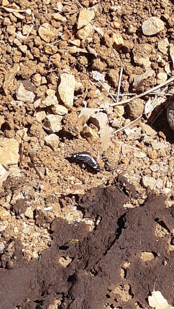 Southern White Admiral from Neot Mordechai, Israel on September 14 ...