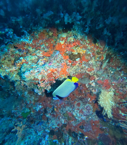Emperor Angelfish — seen at this dive site