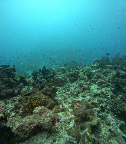 Lyretail Anthias — seen at this dive site