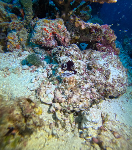 Phyllidia alyta — seen at this dive site