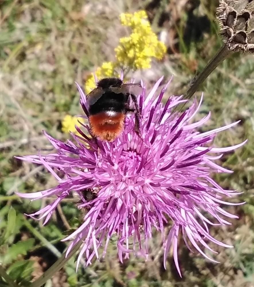 Bumble Bees from 01200 Villes, France on July 8, 2020 at 01:55 PM by ...