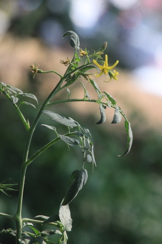Solanum lycopersicum image