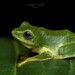 Jayaram's Bush Frog - Photo (c) Prashanto Mandal, all rights reserved, uploaded by Prashanto Mandal