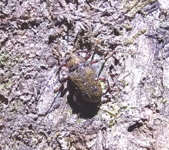 Image of Trypanidius mexicanus