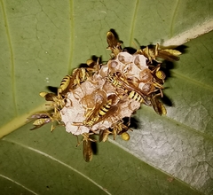 Mischocyttarus basimacula image