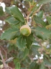Quercus × morisii - Photo (c) Quercus morisii, all rights reserved, uploaded by Quercus morisii