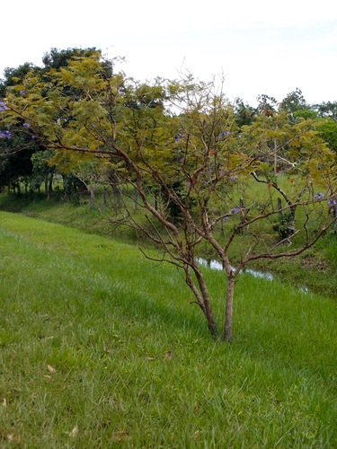 Jacaranda obtusifolia image