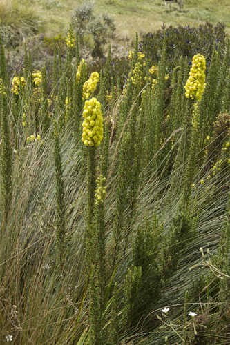 Calceolaria ericoides image