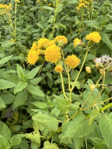 Crassocephalum ducis-aprutii