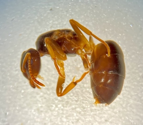 Lasius sabularum