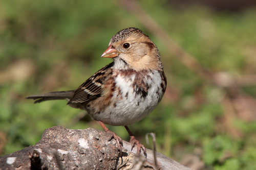Harris's Sparrow