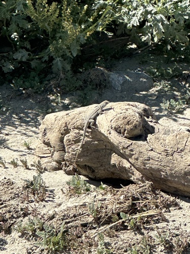 iNaturalist observation photo of Western Side-blotched Lizard