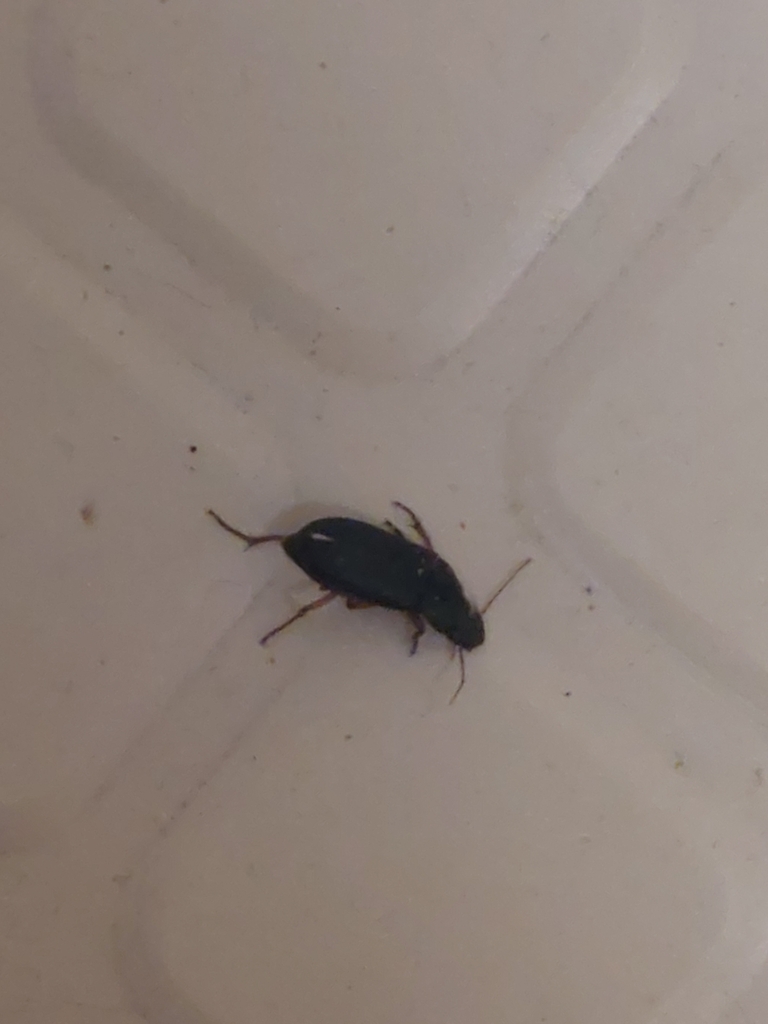 Pennsylvania Dingy Ground Beetle from Glenville, WV 26351, USA on ...