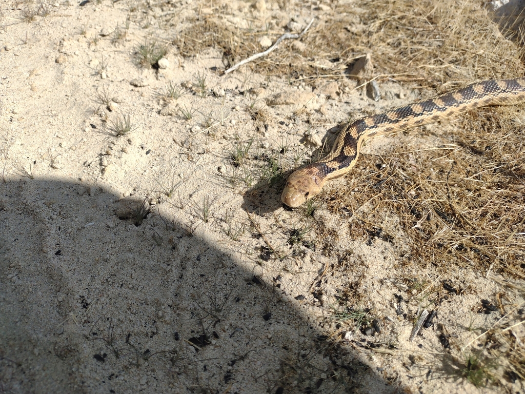 Great Basin Gopher Snake from Edwards, CA 93523, USA on September 20 ...