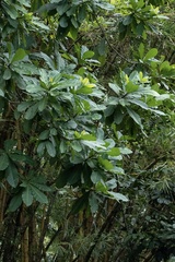 Anacardium excelsum image