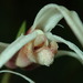 Maxillaria caucana - Photo (c) Rudy Gelis, todos los derechos reservados, uploaded by Rudy Gelis