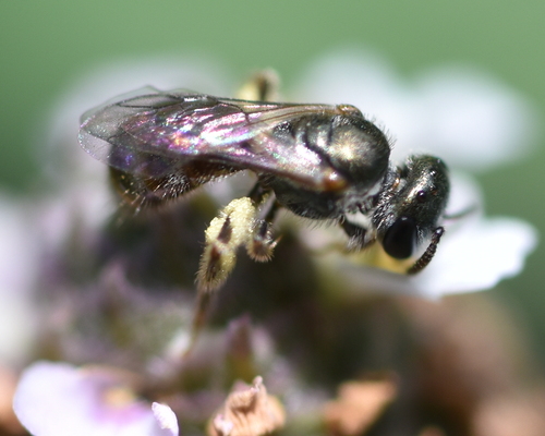 Lasioglossum parvum