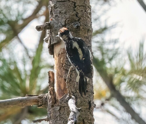iNaturalist observation photo of Hairy Woodpecker
