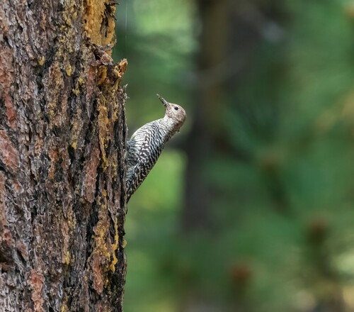 iNaturalist observation photo of Williamson's Sapsucker