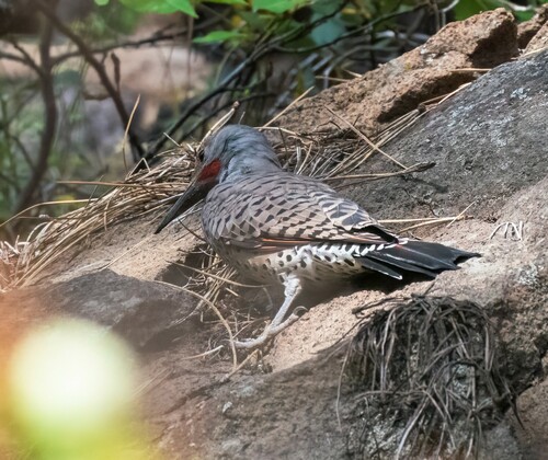 iNaturalist observation photo of Northern Flicker