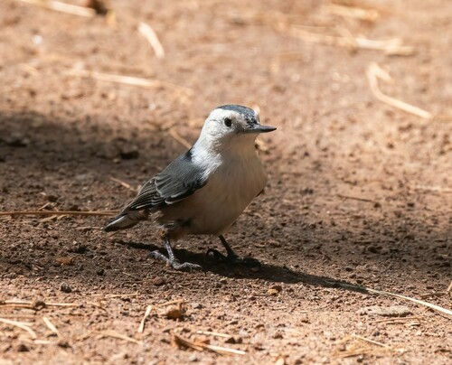 iNaturalist observation photo of White-breasted Nuthatch
